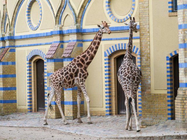 berlinzoo21